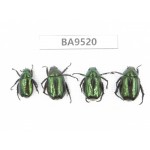 Rutelidae sp. China, Tibet, Linzhi, Bomi county. 4Pcs. BA9520.
