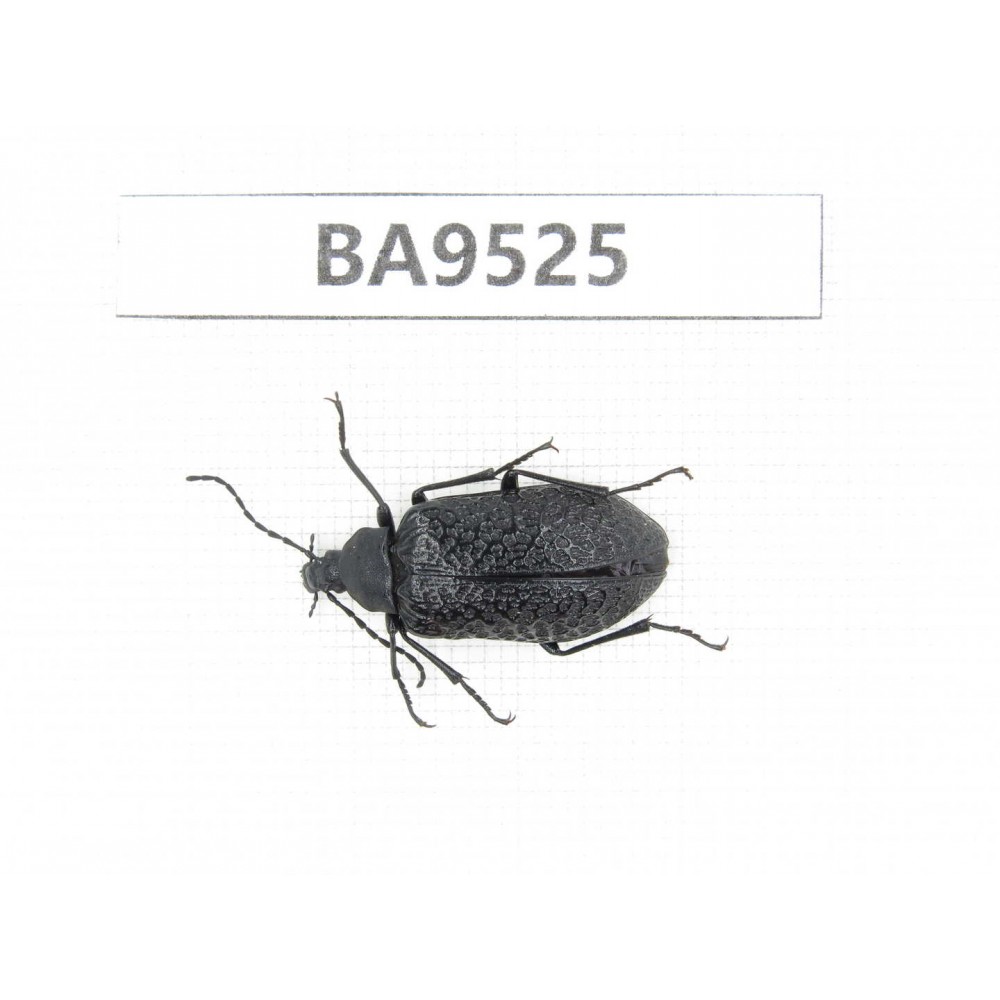 Coleoptera sp. China, Tibet, Linzhi, Bomi county. 1Pcs. BA9525.