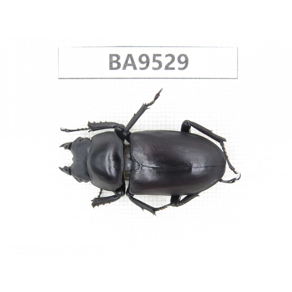 Dorcus sp. China, Tiebt, Linzhi, Motuo county. 1F. BA9529.