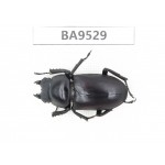 Dorcus sp. China, Tiebt, Linzhi, Motuo county. 1F. BA9529.