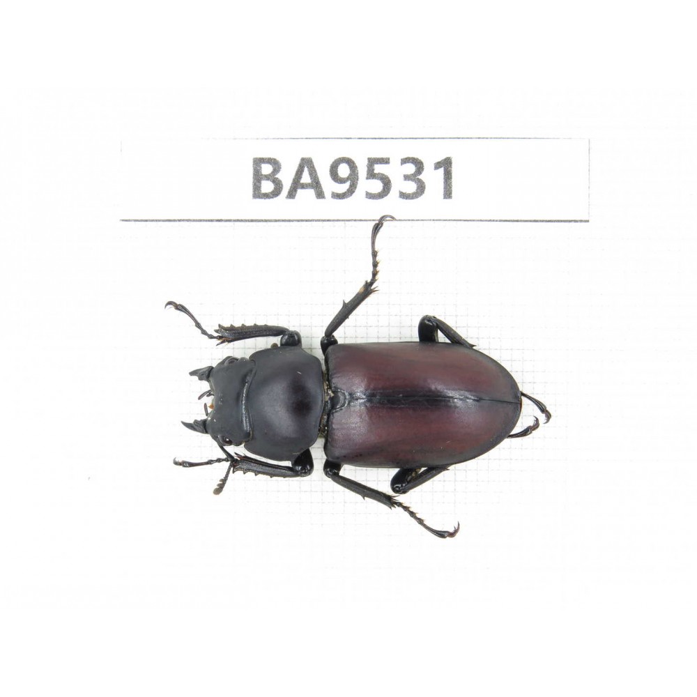 Dorcus sp. China, Tiebt, Linzhi, Motuo county. 1F. BA9531.