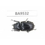 Dorcus sp. China, Tiebt, Linzhi, Motuo county. 1F. BA9532.