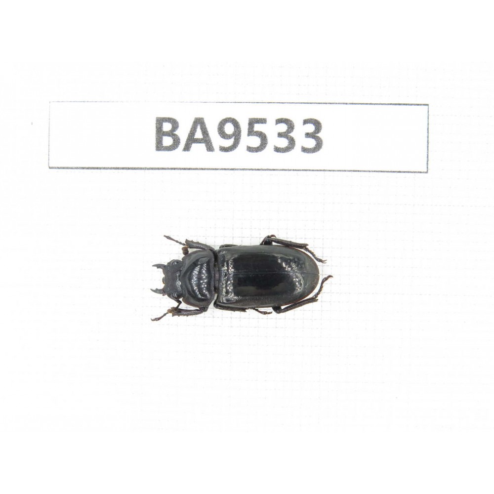 Dorcus sp. China, Tiebt, Linzhi, Motuo county. 1F. BA9533.
