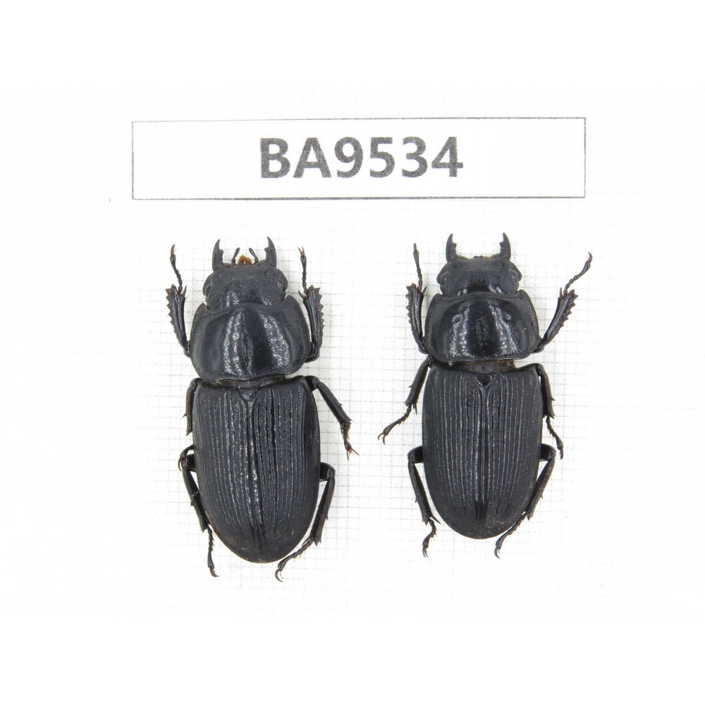 Dorcus sp. China, Tiebt, Linzhi, Motuo county. 2F. BA9534.