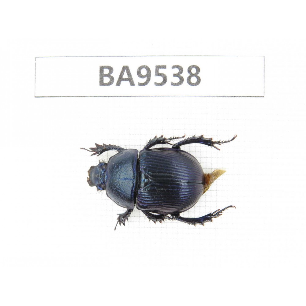 Geotrupidae sp. China, Tiebt, Linzhi, Motuo county. 1Pcs. BA9538.
