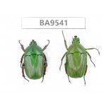 Cetoniidae sp. China, Tiebt, Linzhi, Motuo county. 2Pcs. BA9541.