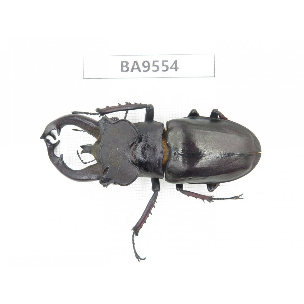 Lucanus fryi. China, Tibet, Linzhi, Motuo county. 1M. BA9554.