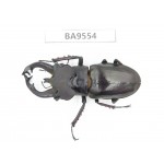 Lucanus fryi. China, Tibet, Linzhi, Motuo county. 1M. BA9554.