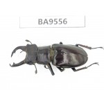 Lucanus langi. China, Tibet, Linzhi, Motuo county. 1M. BA9556.