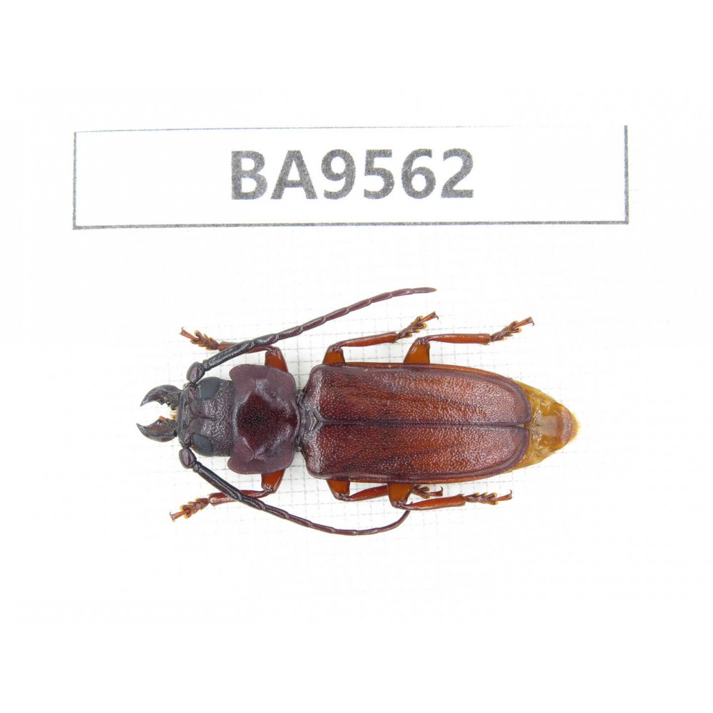 Cerambycidae sp. China, Fujian, Sanming, Datian county. 1Pcs. BA9562.