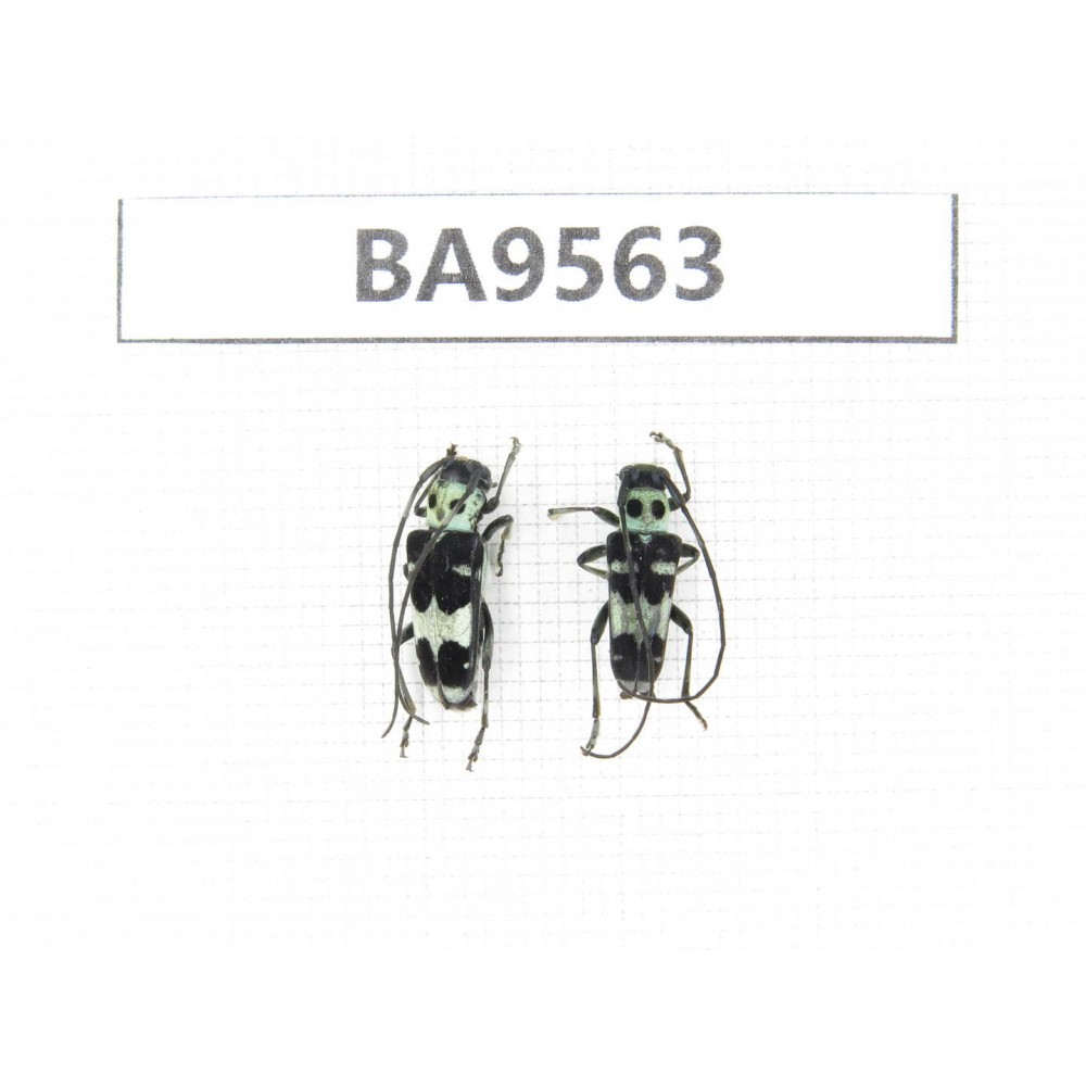 Cerambycidae sp. China, Fujian, Longyan, Mt.Meihuashan. 2Pcs. BA9563.