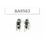 Cerambycidae sp. China, Fujian, Longyan, Mt.Meihuashan. 2Pcs. BA9563.