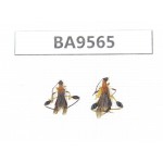 Cerambycidae sp. China, Fujian, Longyan. 2Pcs. BA9565.