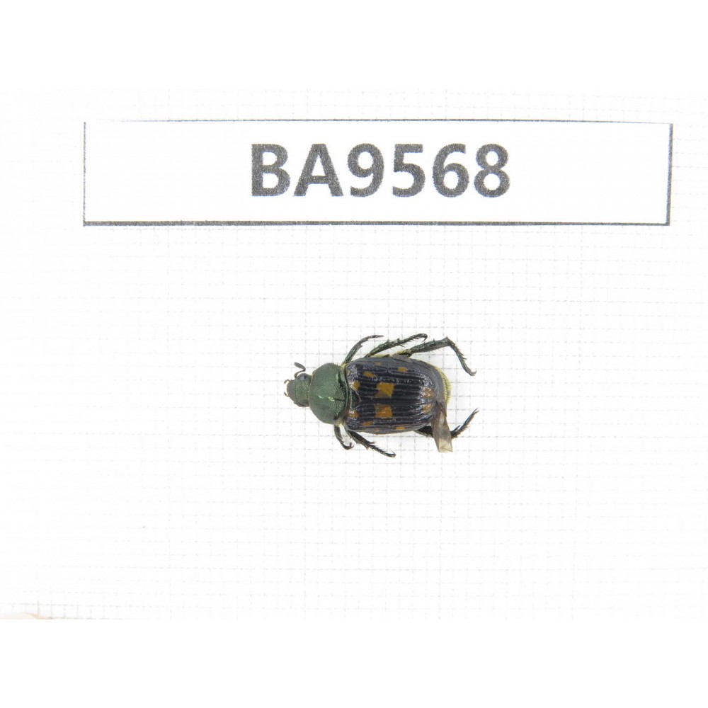 Cetoniidae sp. China, Fujian, Longyan. 1Pcs. BA9568.