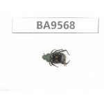 Cetoniidae sp. China, Fujian, Longyan. 1Pcs. BA9568.