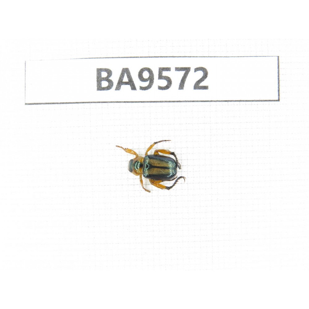 Cetoniidae sp. China, Fujian, Longyan. 1Pcs. BA9572.