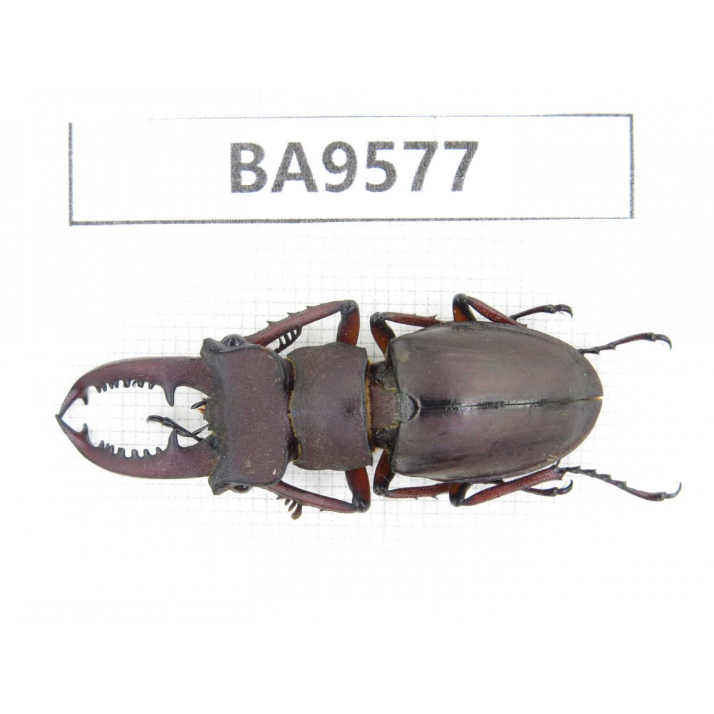 Lucanus sp. China, Fujian, Sanming, Datian county. 1M. BA9577.