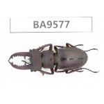 Lucanus sp. China, Fujian, Sanming, Datian county. 1M. BA9577.