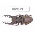 Lucanus sp. China, Zhejiang, Lishui, Qingyuan county, Mt.Baishanzu. 1M. BA9579.