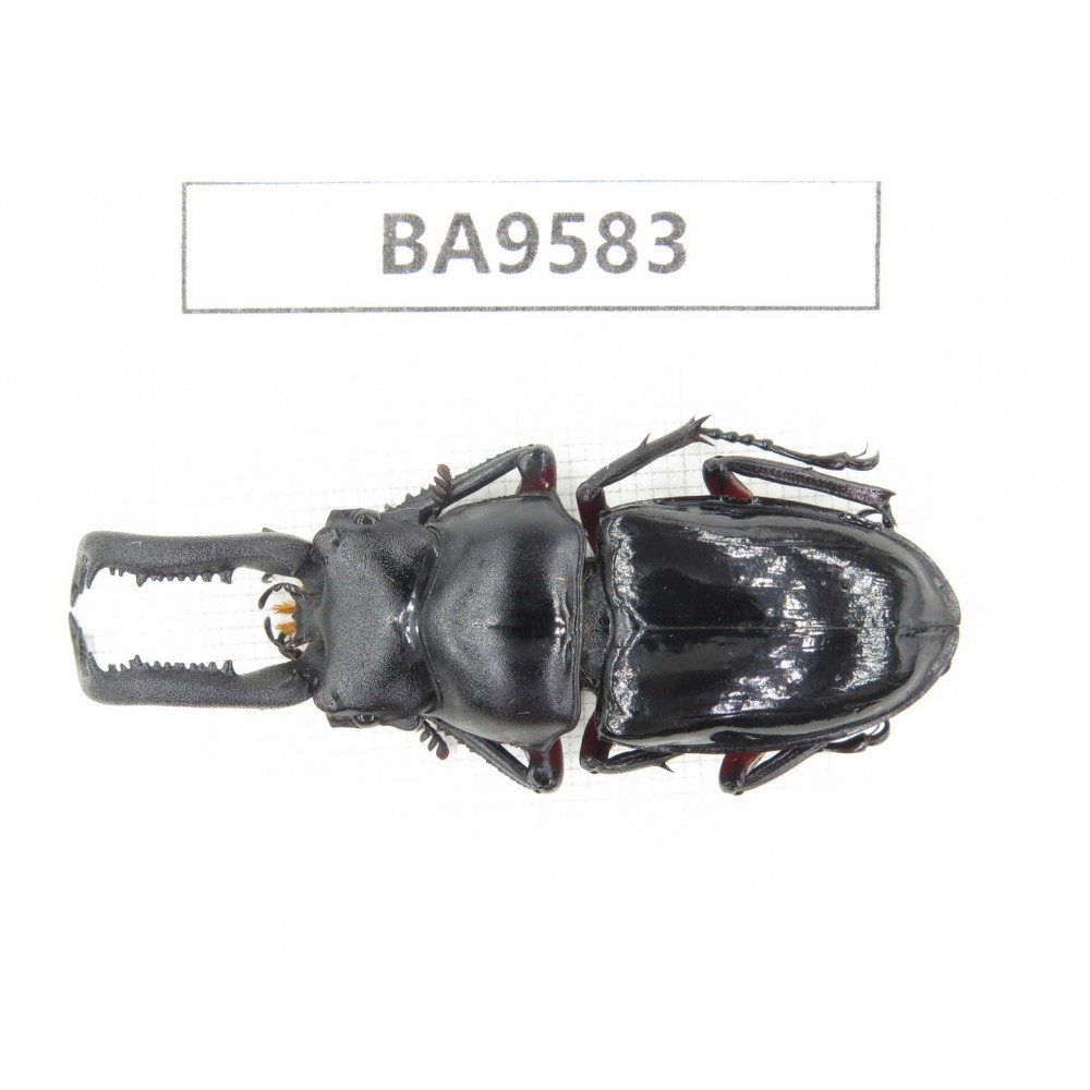 Pseudorhaetus sinicus sinicus. China, Fujian, Sanming. 1M. BA9583.