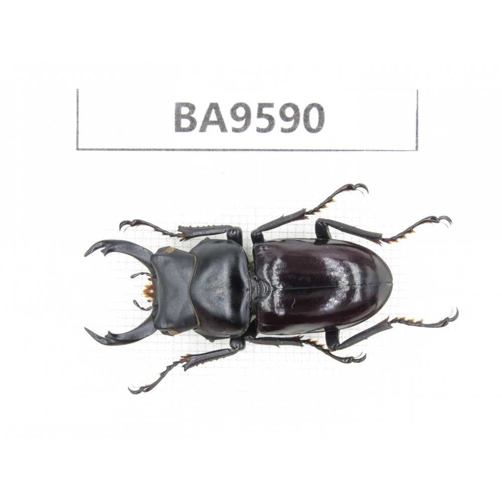 Dorcus sp. China, Sichuan, Huidong. 1M. BA9590.
