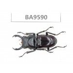 Dorcus sp. China, Sichuan, Huidong. 1M. BA9590.