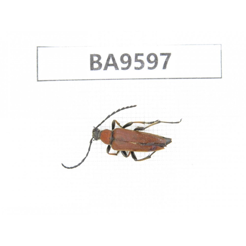 Cerambycidae sp. China, Heilongjiang, Mudanjiang. 1Pcs. BA9597.