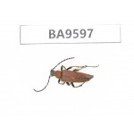 Cerambycidae sp. China, Heilongjiang, Mudanjiang. 1Pcs. BA9597.