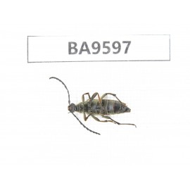 Cerambycidae sp. China, Heilongjiang, Mudanjiang. 1Pcs. BA9597.