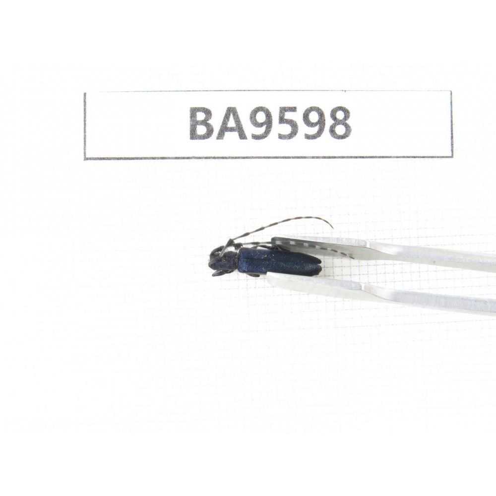 Cerambycidae sp. China, Heilongjiang, Mudanjiang. 1Pcs. BA9598.