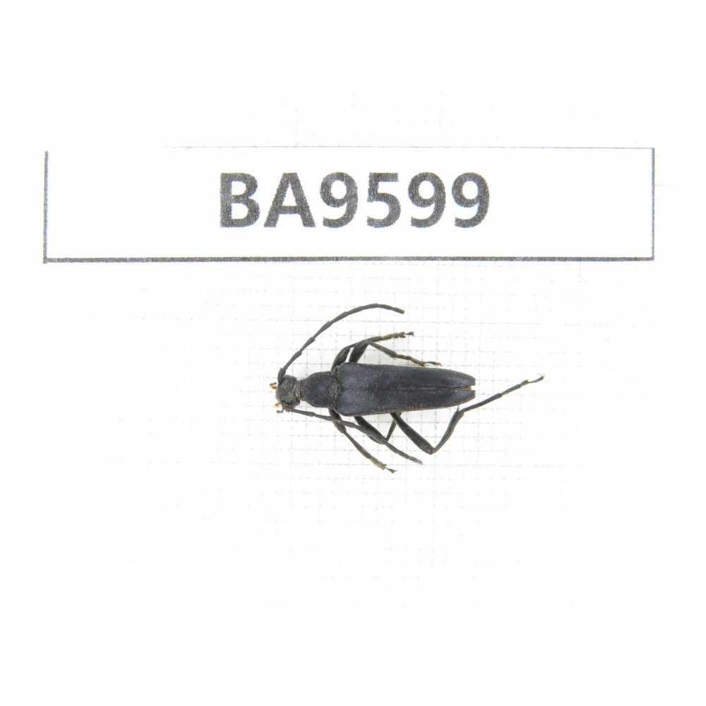 Cerambycidae sp. China, Heilongjiang, Mudanjiang. 1Pcs. BA9599.