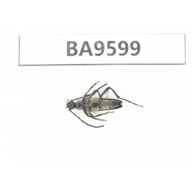Cerambycidae sp. China, Heilongjiang, Mudanjiang. 1Pcs. BA9599.