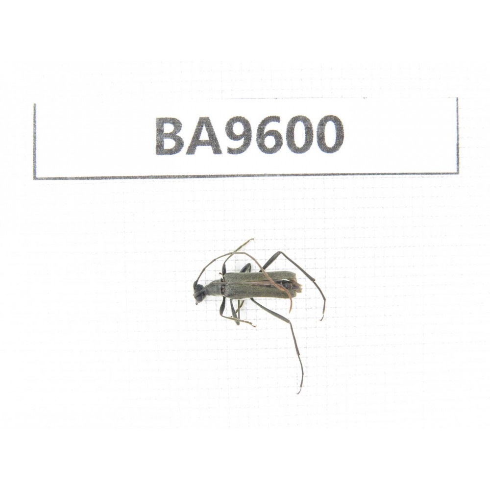 Cerambycidae sp. China, Heilongjiang, Mudanjiang. 1Pcs. BA9600.