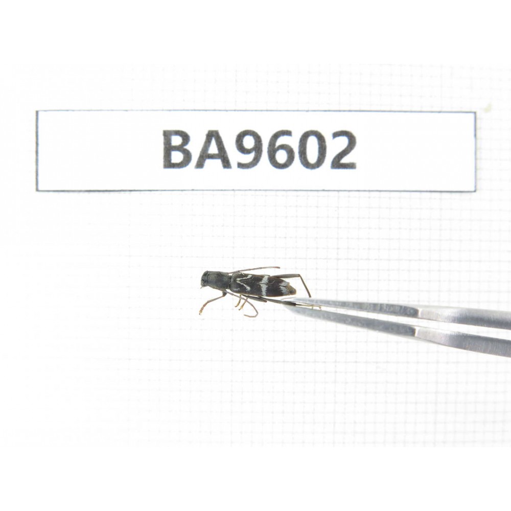 Cerambycidae sp. China, Heilongjiang, Mudanjiang. 1Pcs. BA9602.