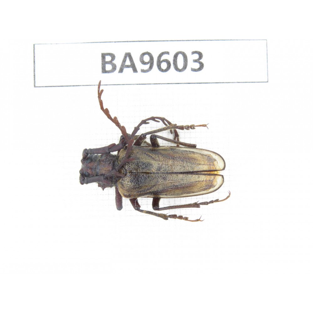 Cerambycidae sp. China, Yunnan, Weixi county. 1Pcs. BA9603.
