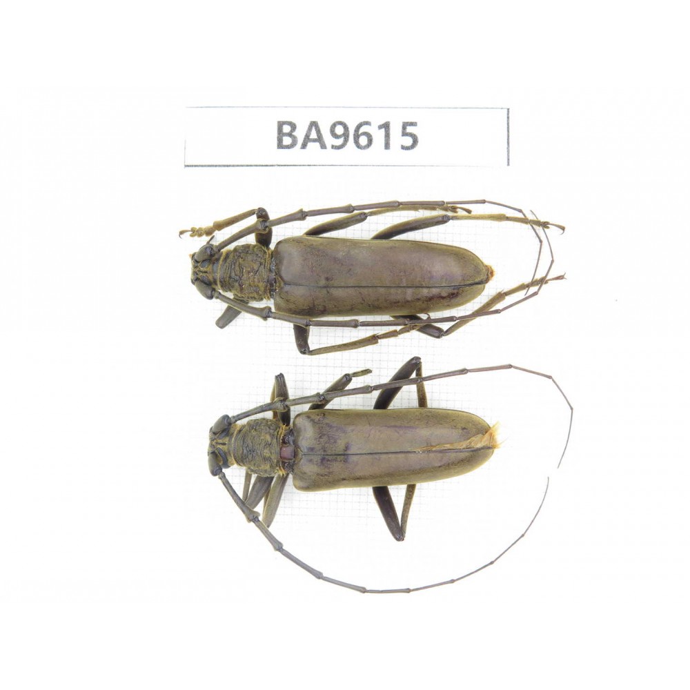 Cerambycidae sp. China, Tibet, Linzhi, Bomi county. 2Pcs. BA9615.