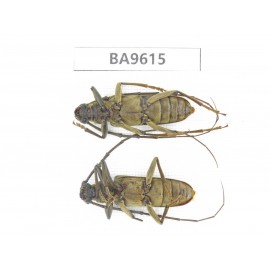 Cerambycidae sp. China, Tibet, Linzhi, Bomi county. 2Pcs. BA9615.
