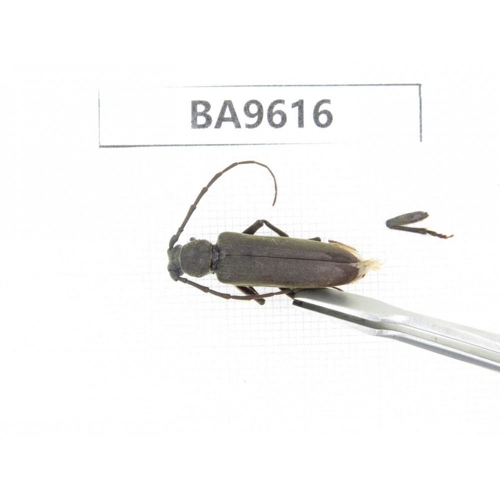 Cerambycidae sp. China, Tibet, Linzhi, Bomi county. 1Pcs. BA9616.