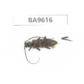 Cerambycidae sp. China, Tibet, Linzhi, Bomi county. 1Pcs. BA9616.