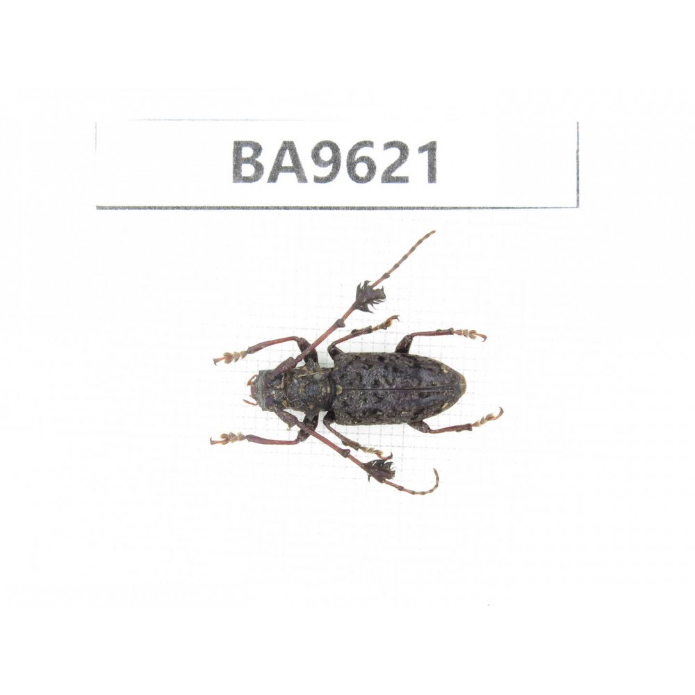 Cerambycidae sp. China, Yunnan, Nujiang, Fugong county. 1Pcs. BA9621.