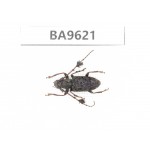Cerambycidae sp. China, Yunnan, Nujiang, Fugong county. 1Pcs. BA9621.