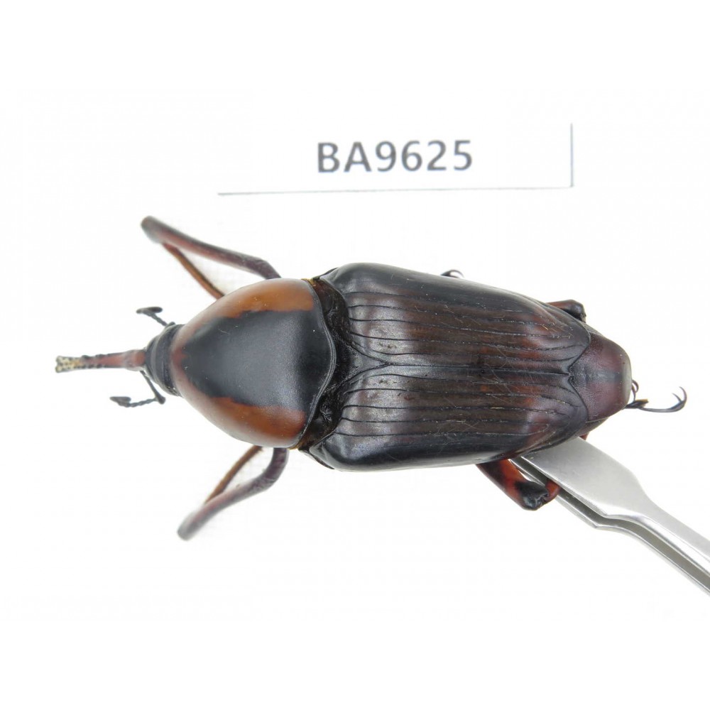 Curculionidae sp. China, Yunnan, Nujiang, Fugong county. 1Pcs. BA9625.