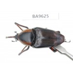 Curculionidae sp. China, Yunnan, Nujiang, Fugong county. 1Pcs. BA9625.