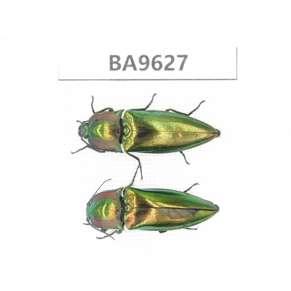 Elateridae sp. China, Yunnan, Nujiang, Fugong county. 2Pcs. BA9627.