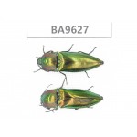 Elateridae sp. China, Yunnan, Nujiang, Fugong county. 2Pcs. BA9627.