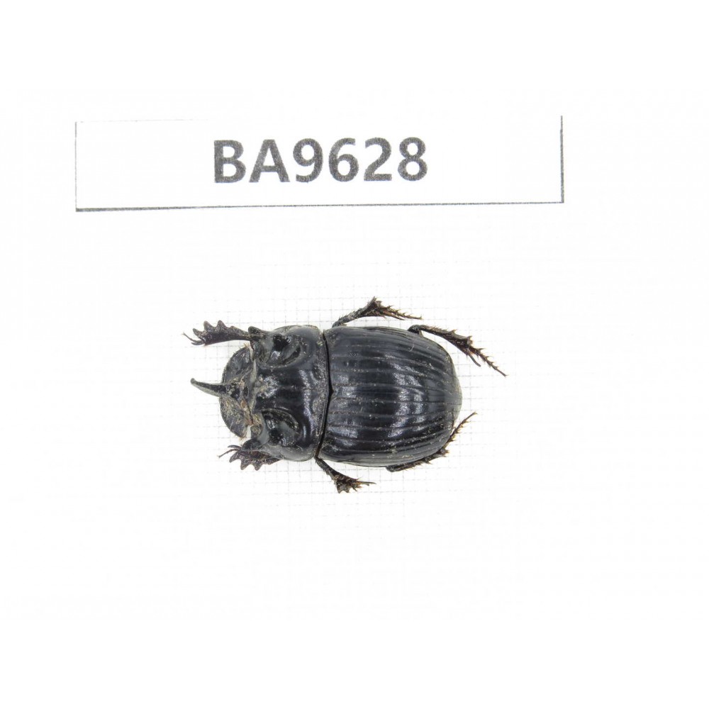 Geotrupidae sp. China, Yunnan, Nujiang, Fugong county. 1Pcs. BA9628.