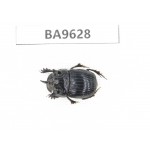 Geotrupidae sp. China, Yunnan, Nujiang, Fugong county. 1Pcs. BA9628.