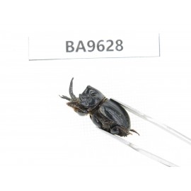 Geotrupidae sp. China, Yunnan, Nujiang, Fugong county. 1Pcs. BA9628.