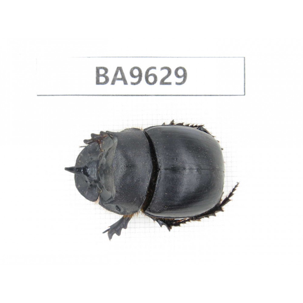 Geotrupidae sp. China, Yunnan, Nujiang, Fugong county. 1Pcs. BA9629.