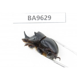 Geotrupidae sp. China, Yunnan, Nujiang, Fugong county. 1Pcs. BA9629.